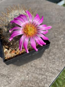 Mammillaria guelzowiana